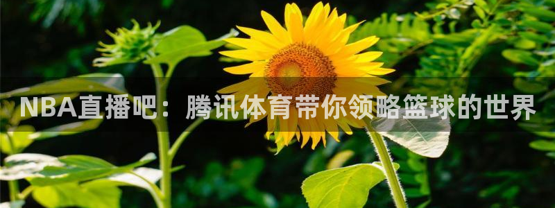 球友体育直播：NBA直播吧：腾讯体育带你领略篮球的世界